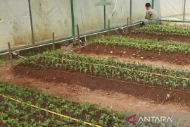 Pemko Solok kembangkan 2.000 bibit krisan di kawasan Payo