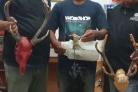 BKSDA Maluku amankan tiga burung dilindungi dari penumpang KM Sangiang dan KM Labobar