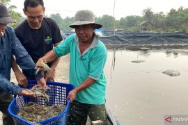 Dari lumpur jadi rupiah, BUMDes Amanah Rakyat Nagur ubah tambak jadi ladang harapan