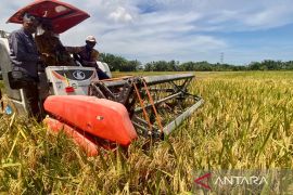 Bupati Aceh Barat sebut 6.000 Ha sawah siap untuk panen tahun ini