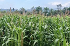 Pemkab Pasaman Barat pacu produksi jagung 213.910 ton selama 2026