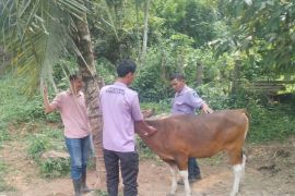 Sawahlunto realisasikan 425 dosis vaksin PMK tahap II