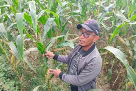 350 hektare lahan sawah terdampak bencana di Agam dialihkan ke jagung