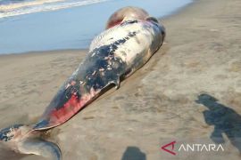 Ikan Paus terdampar di Pantai Cianjur habis dipotong warga