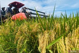 Pemerintah sebut Aceh surplus beras 300 ribu ton per tahun