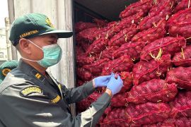 Karantina tolak 30 ton bawang merah masuk Sulut karena busuk dan berjamur