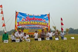 Terdampak kemarau, produksi padi di Desa Lok Batu menurun