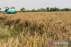 Produksi padi di Karawang capai 955.951 ton