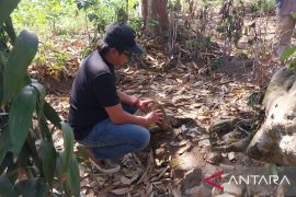 Dua buah batu yoni Situs Pocangan di Jember hilang diduga dicuri