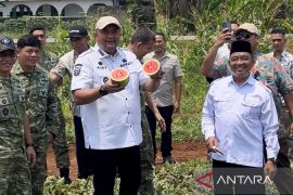Bupati Bogor sebut panen di median Bomang jadi pendapatan kelompok tani