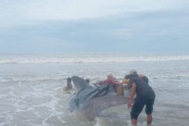 Nelayan bantu selamatkan paus raksasa yang terdampar di pesisir Abdya