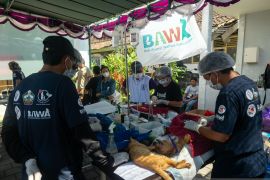 Bangli adakan sterilisasi, kastrasi, dan vaksinasi anjing untuk tekan rabies