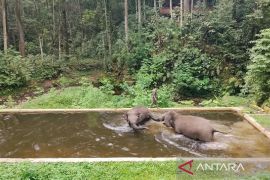 Pertamina: Bantuan untuk gajah di Aek Nauli upaya kelestarian satwa
