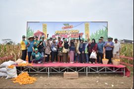 Bayer Indonesia panen jagung bersama 7.000 petani di empat kabupaten