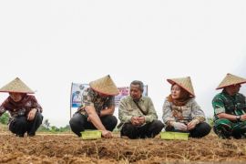 Pemkab Deli Serdang kembangkan budidaya bawang merah di Kecamatan Namorambe