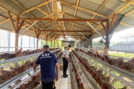 Lapas Amurang bekali warga binaan keterampilan budidaya ayam petelur