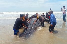 Gagal dievakuasi, paus hiu terdampar di Abdya mati