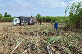 Desa Kadindi tangkap peluang ekonomi dari kawasan tebu Dompu