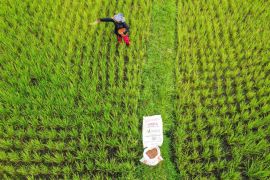 Pupuk Indonesia tegaskan petani jadi prioritas pupuk terjangkau