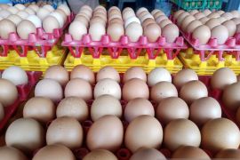 Harga telur ayam ras di pasar Tanjungpandan stabil