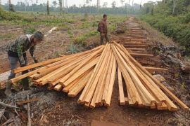 Kemenhut tahan dua tersangka pembalakan di habitat harimau di Jambi
