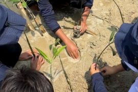 Pertamina Patra Niaga ajak masyarakat tanam mangrove, perkuat ekosistem