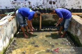 Warga binaan Lapas Magelang budidayakan kodok lembu