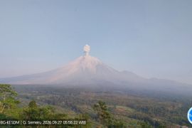 Gunung Semeru erupsi dengan tinggi letusan capai 1.300 meter pada Minggu pagi