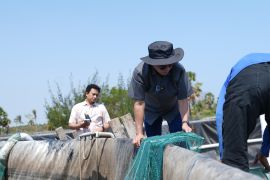 Unhas panen 60 ton udang vaname