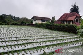 DKP3 Depok sebut pengembangan budidaya cabai bisa jaga ketahanan pangan