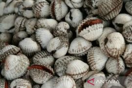 Pemerintah Bangka Barat fasilitasi bantuan benih kerang ke pokdakan