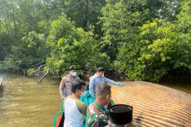 KKP kirim sampel darah bangkai diduga ikan paus dari Indragiri Hilir ke BRIN