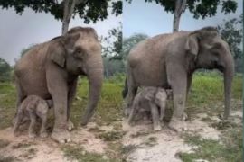 Bobot 129 Kg, Bayi Gajah Sumatera Lahir Selamat di TN Tesso Nilo Riau