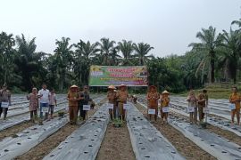 Paluta genjot produksi cabai merah untuk jaga pasokan dan kendalikan inflasi