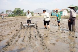 Pemkab Tulungagung terapkan "tabela" di 19 Balai Penyuluhan Pertanian