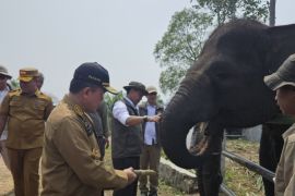 Gubernur Jambi dampingi Menhut tinjau konservasi gajah di Tebo