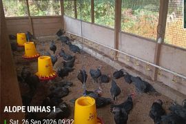 Unhas dan PT Vale riset Ayam Alope 1