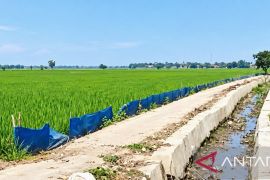 Irigasi di persawahan Karawang mengering, pompa air jadi harapan