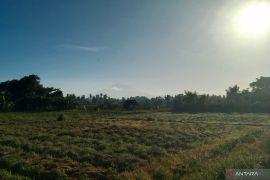 Rekor hari tanpa hujan di Bali selama 123 hari, terjadi di Sumberklampok-Buleleng