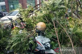 BPBD Rejang Lebong minta warga waspadai bahaya angin kencang