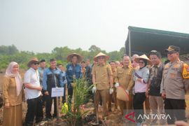 Pemkab Bangka Barat gandeng koperasi remajakan sawit rakyat