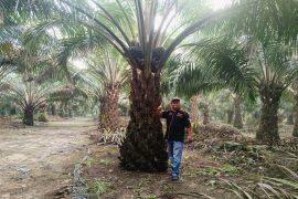 Nilai TBS kelapa sawit petani Riau kembali turun, ini harga per kilogramnya
