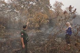 Lagi, BKSDA Sampit terima laporan orang utan terdampak karhutla