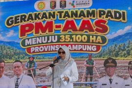 Kementan sebut September maksimalkan tanam padi jaga stok beras