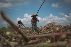 Petani Tebu Mitra SGN raup keuntungan