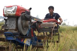 Galeri Foto - Menanam harapan dari sawah Pulau Muda