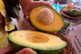 Ratusan petani adu kualitas durian dan alpukat Bogor