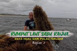 Rumput laut Sabu Raijua, emas hijau dari pulau terluar (bagian 2)