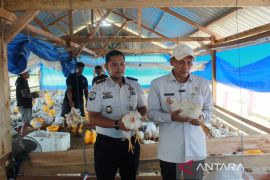 Ditjenpas Sultra panen 1,6 ton ayam pedaging hasil ternak warga binaan di SAE Kendari