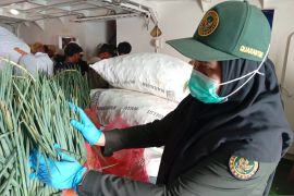 BKHIT Maluku awasi 10,12 ton komoditas pertanian menuju Halteng Malut